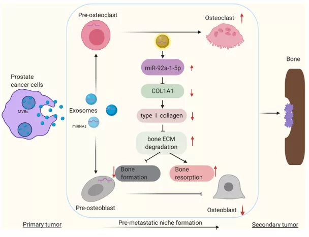 图4. PCa外泌体调节骨稳态、骨ECM重塑和转移前微环境形成的作用机制 | 赛业OriCell
