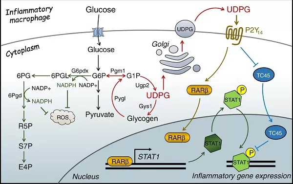 图4. 糖原代谢调控巨噬细胞