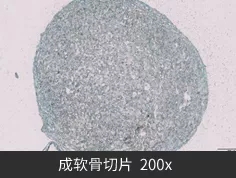 成软骨分化诱导