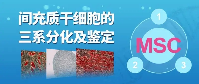 间充质干细胞的三系分化及鉴定
