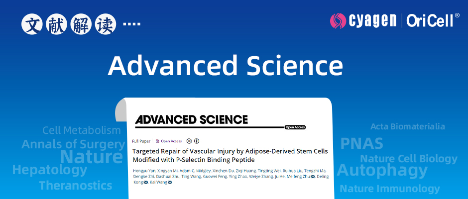 南开大学团队揭示P-选择素结合肽修饰ADSC靶向修复血管损伤 | 赛业OriCell