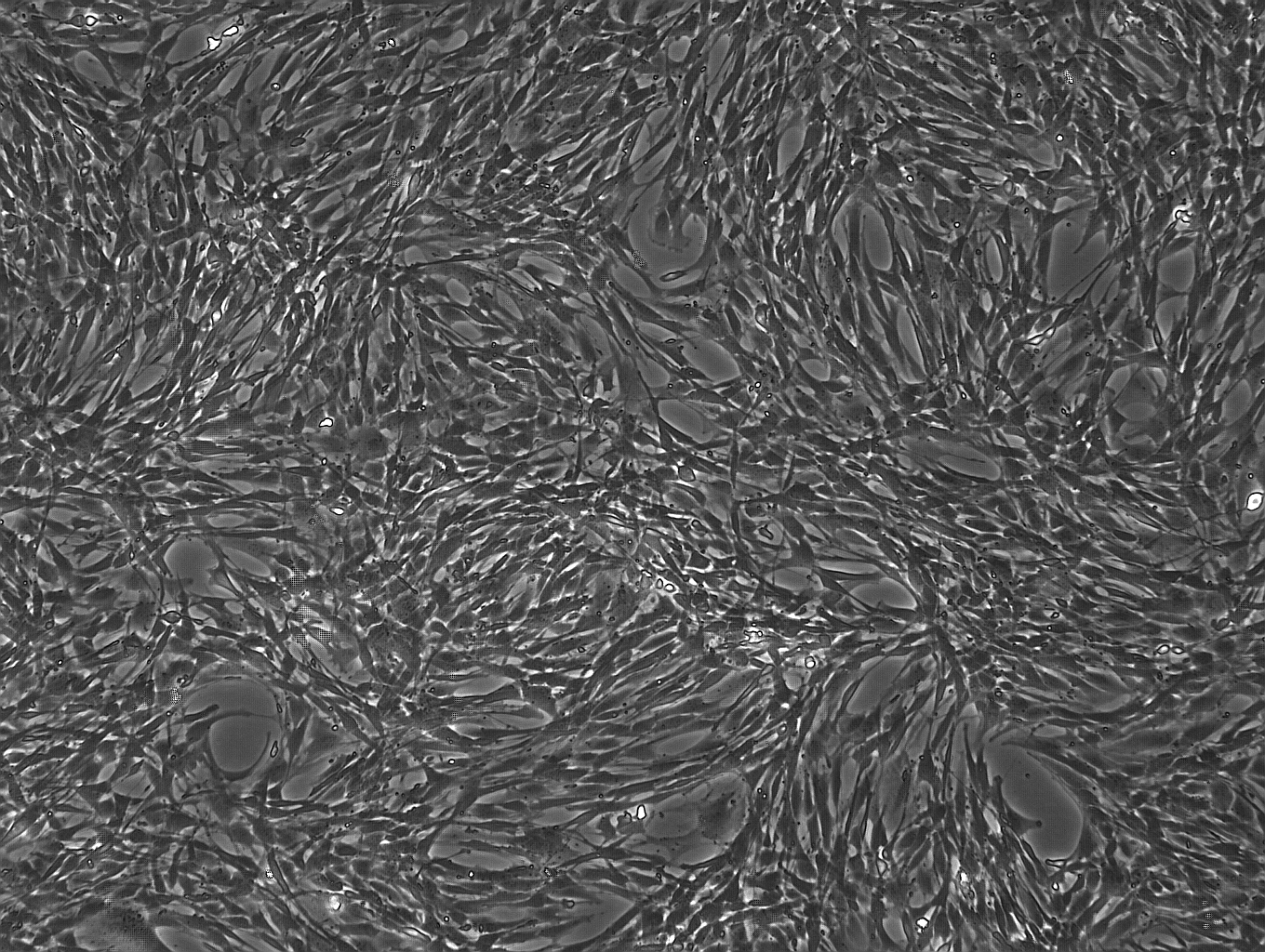 OriCell<sup>®</sup>C57BL/6小鼠骨髓间充质干细胞