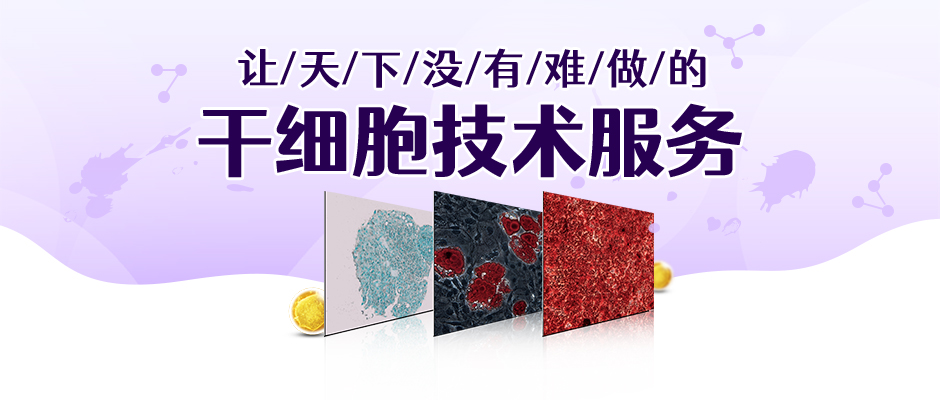 间充质干细胞的成脂诱导分化实操