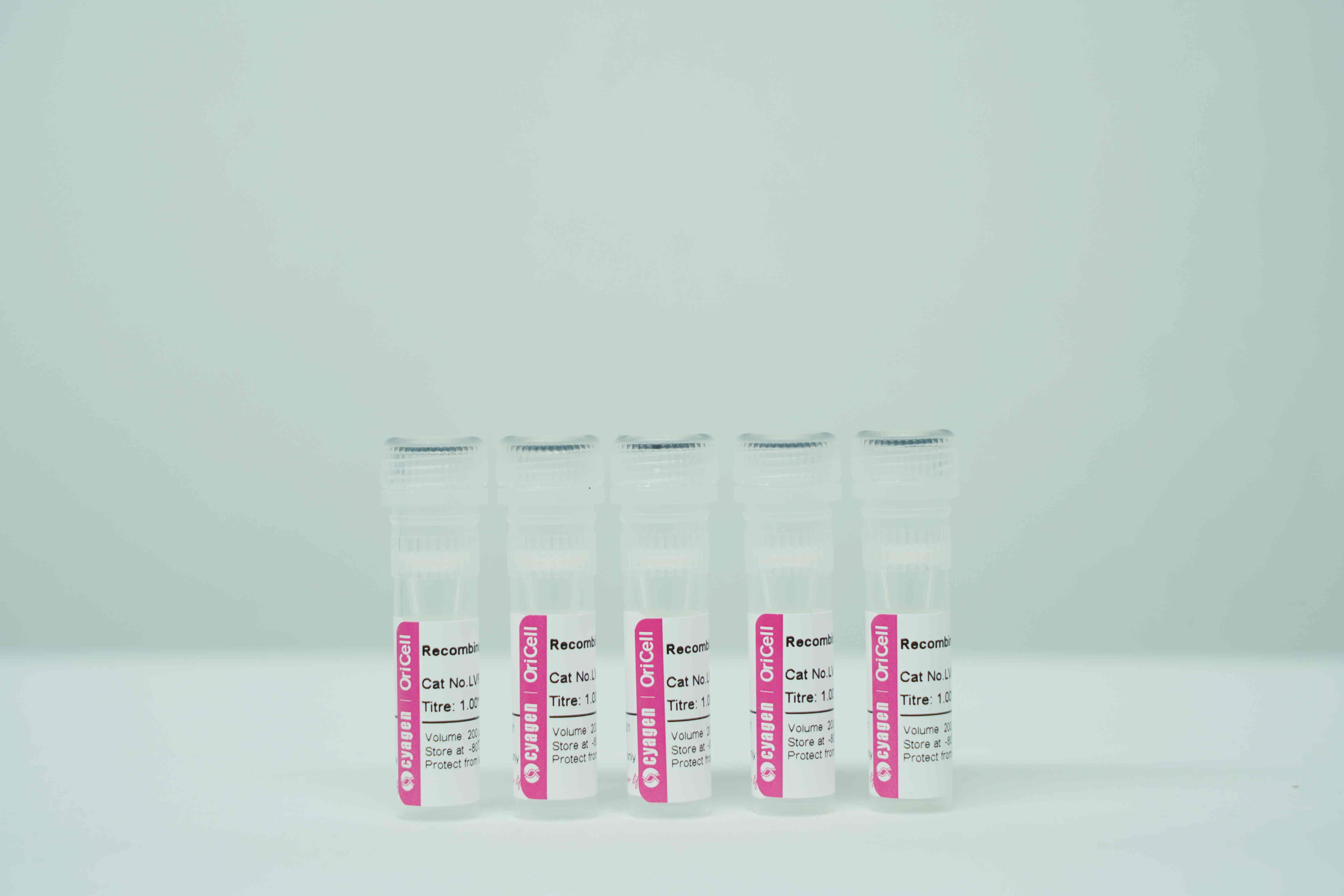 OriCell<sup>®</sup>带有荧光素酶和绿色荧光蛋白基因的重组慢病毒