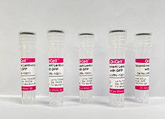 OriCell<sup>®</sup>带有hTERT和绿色荧光基因的重组慢病毒
