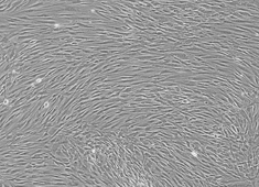 骨髓间充质干细胞(BMSC)