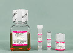 成人脂肪 OriCell<sup>®</sup>人脂肪间充质干细胞成软骨诱导分化试剂盒 HUXMD-90041