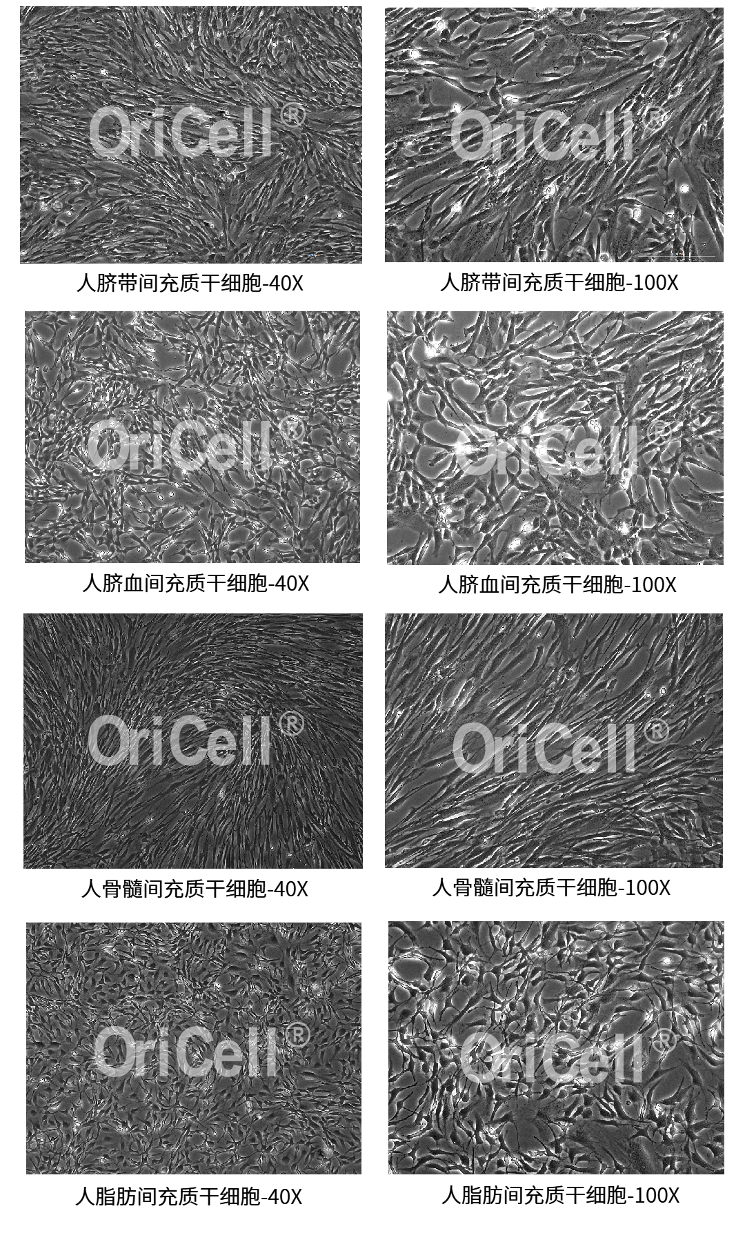 人源MSC无血清培养基