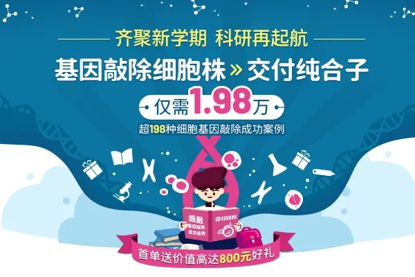 基因敲除细胞株