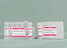 人间充质干细胞检测试剂盒 OriCell<sup>®</sup>间充质干细胞（人）表面标记检测试剂盒 HUXMX-09011