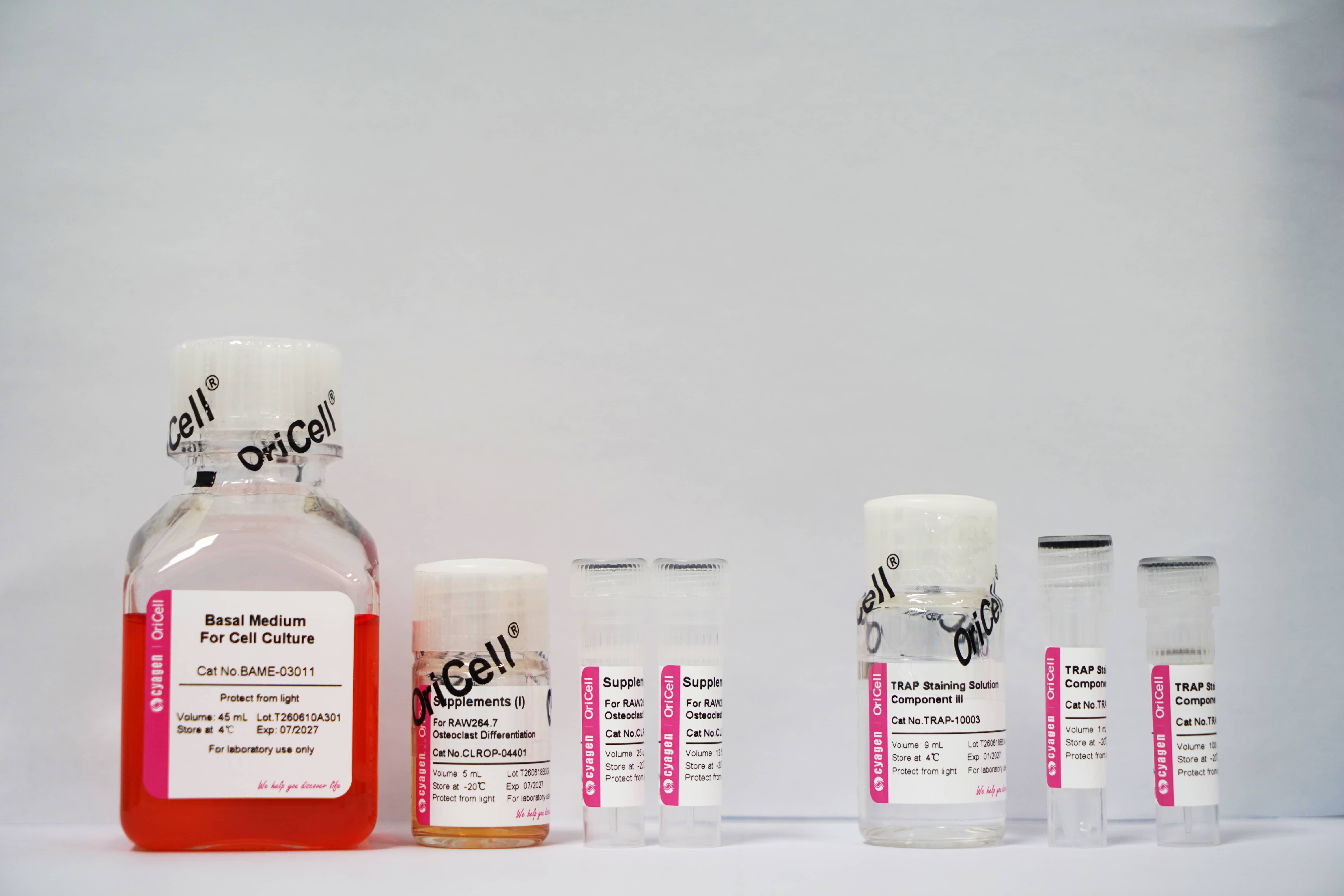 OriCell<sup>®</sup>RAW 264.7细胞成破骨诱导分化试剂盒（Pro款）