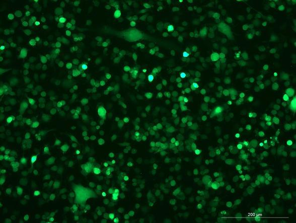 OriCell<sup>®</sup>BV-2 with GFP