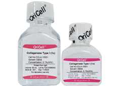 OriCell<sup>®</sup>Collagenase Type I (0.1%) 一型胶原蛋白酶