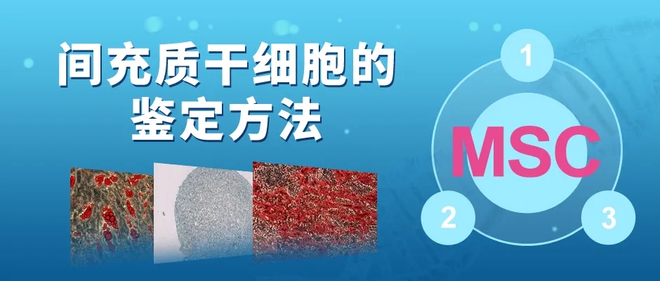 间充质干细胞的鉴定方法 | OriCell