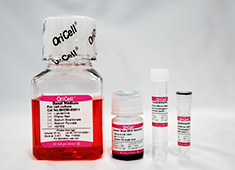 骨髓间充质干细胞成软骨诱导分化试剂盒(多用型) OriCell<sup>®</sup>骨髓间充质干细胞成软骨诱导分化试剂盒(多用型) GUXMX-90041