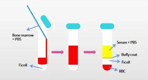 图1. 密度梯度离心法分离BMSCs | 赛业OriCell