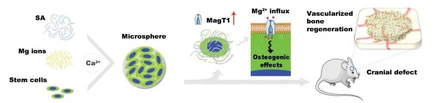 图1. 骨骼再生富镁3D培养系统的构建图式，Mg2+内流通过MagT1介导干细胞的成骨分化 | 赛业OriCell