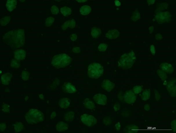 OriCell<sup>®</sup>129小鼠胚胎干细胞/GFP