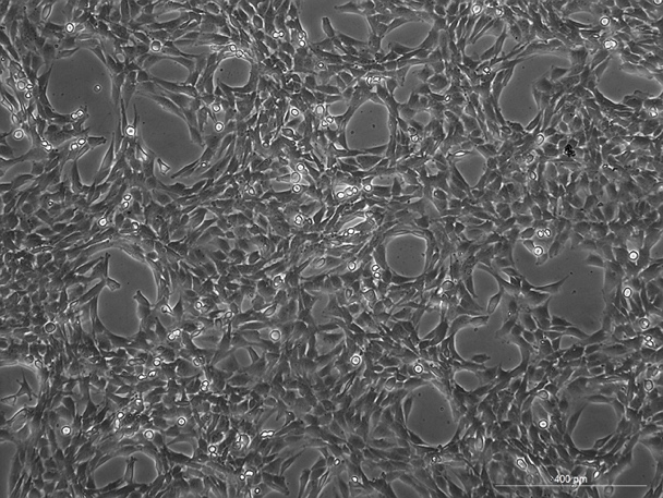 OriCell<sup>®</sup>15P-1小鼠睾丸上皮细胞系