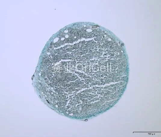 阿利辛蓝染色切片