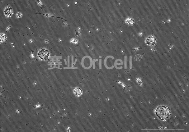 胚胎干细胞(ESC)拟胚体标准化诱导