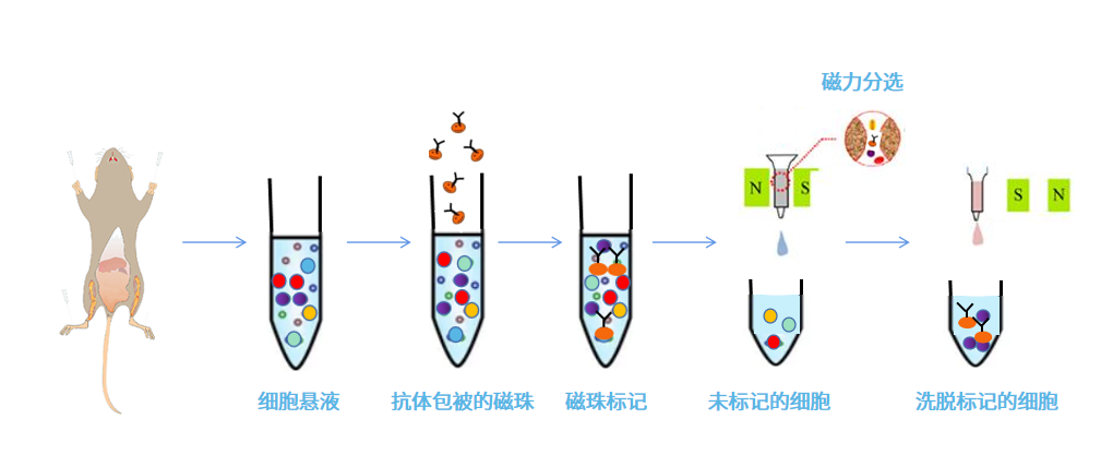 图2. 免疫磁珠分选法分离BMSCs | 赛业OriCell