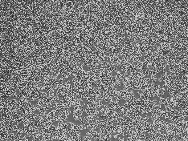 293（HEK-293）人胚肾细胞系