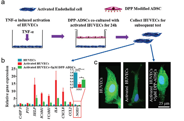 图2. DPP-ADSC对活化的HUVEC和血小板的调节作用 | 赛业OriCell