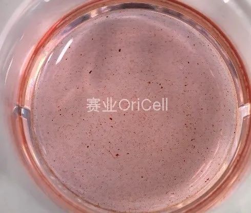 茜素红染色效果