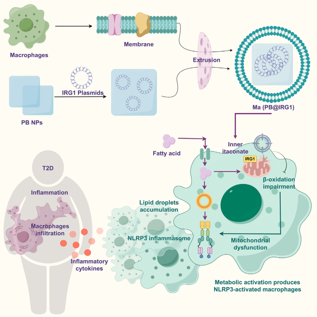 治疗二型糖尿病