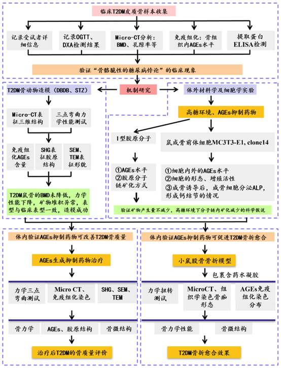 上海大学研究团队揭示糖尿病骨矿化障碍的分子机制