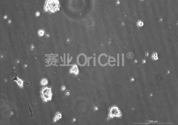 胚胎干细胞(ESC)拟胚体标准化诱导