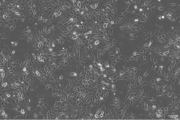 OriCell<sup>®</sup>3D4/21 猪肺泡巨噬细胞系