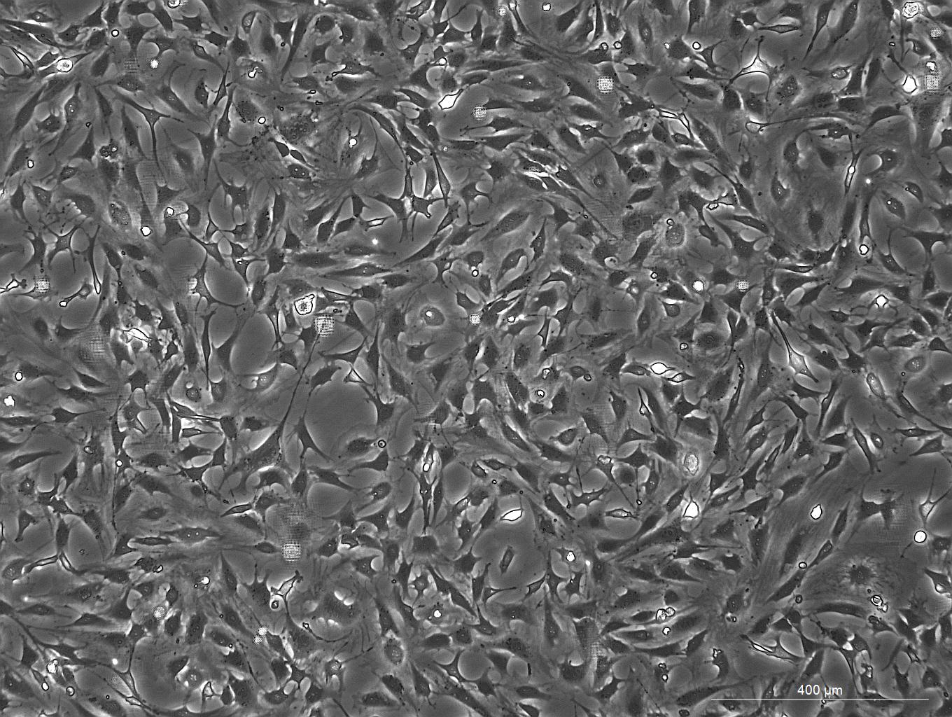 OriCell<sup>®</sup>3T3-swiss albino小鼠胚胎成纤维细胞系