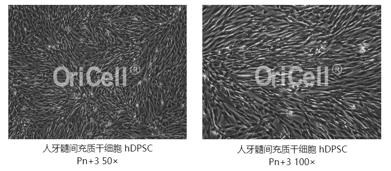 做牙髓干细胞研究吗