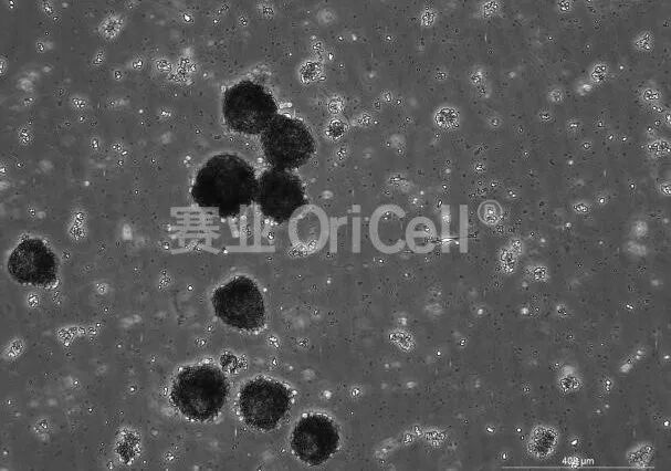 胚胎干细胞(ESC)拟胚体标准化诱导