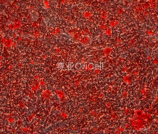诱导7d肉眼观察