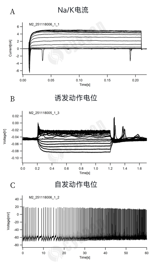 iPSC来源皮质神经元模型