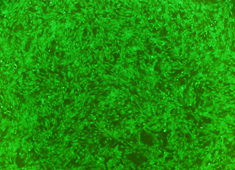 Balb-c小鼠骨髓间充质干细胞-GFP Balb-c小鼠骨髓间充质干细胞-GFP MUCMX-01101