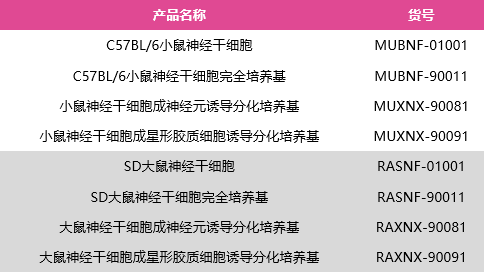 OriCell®神经干细胞及配套培养基