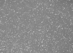 ICR小鼠胚胎成纤维细胞(未灭活） ICR小鼠胚胎成纤维细胞(未灭活） MUIEF-01001