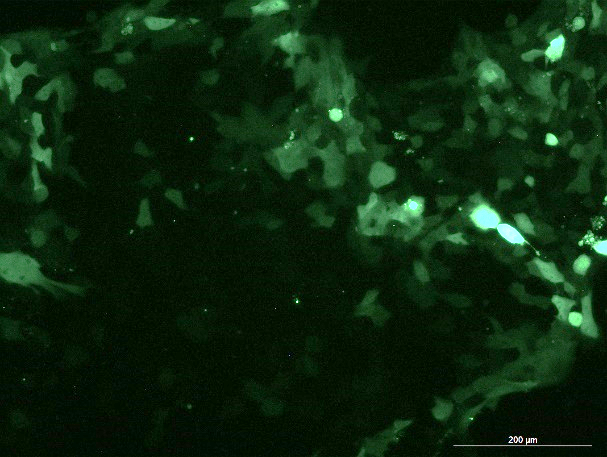 OriCell<sup>®</sup>4T1 with GFP