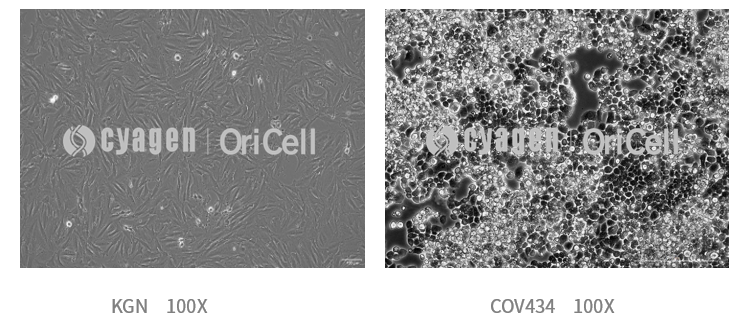 卵巢颗粒细胞系