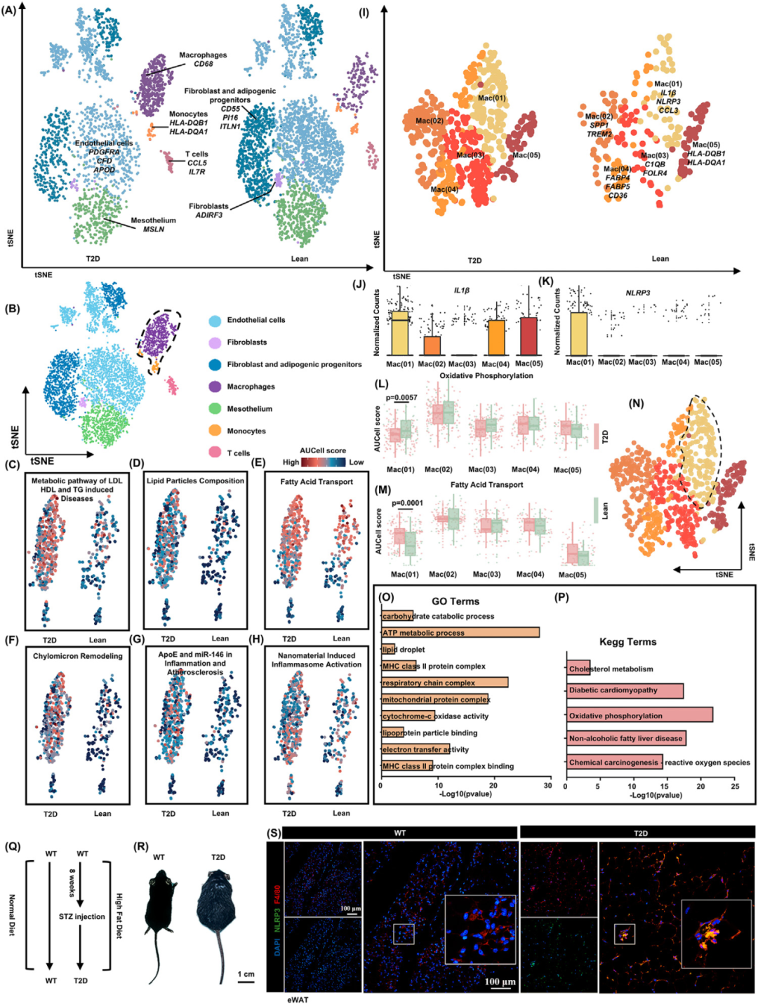 治疗二型糖尿病