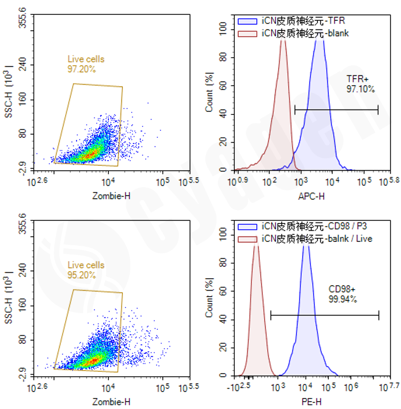 TFR和CD98流式检测