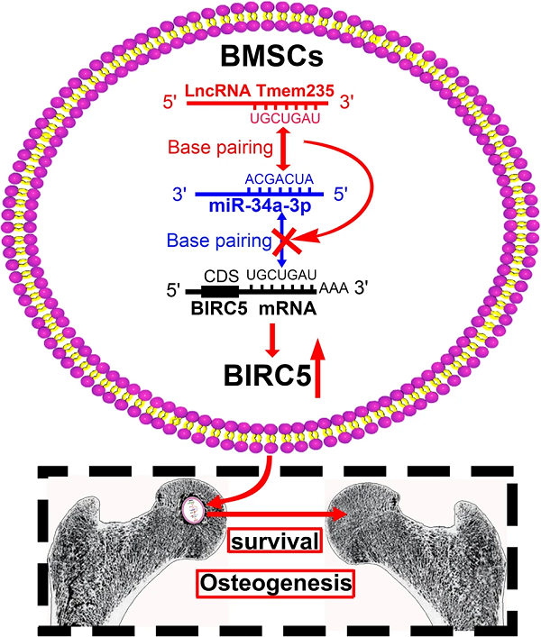 LncRNA Tmem235调控BMSC缺氧性凋亡促进激素性股骨头坏死修复