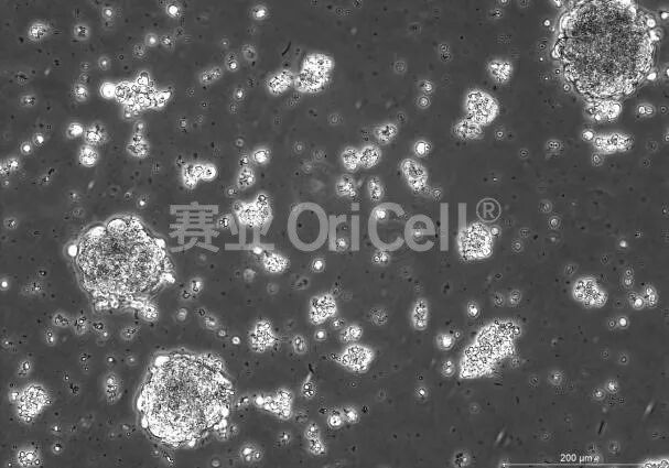 胚胎干细胞（ESC）拟胚体标准化诱导
