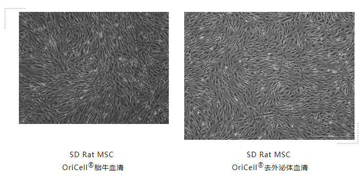 SD Rat MSC   OriCell®胎牛血清培养干细胞状态对比图