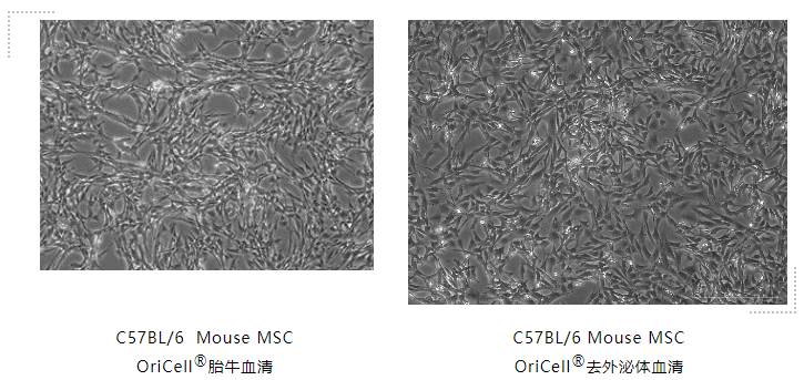 C57BL/6  Mouse MSC  OriCell®胎牛血清培养干细胞状态对比图