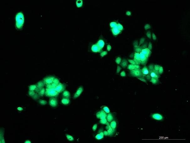 None OriCell<sup>®</sup>5637 with GFP H4-0803